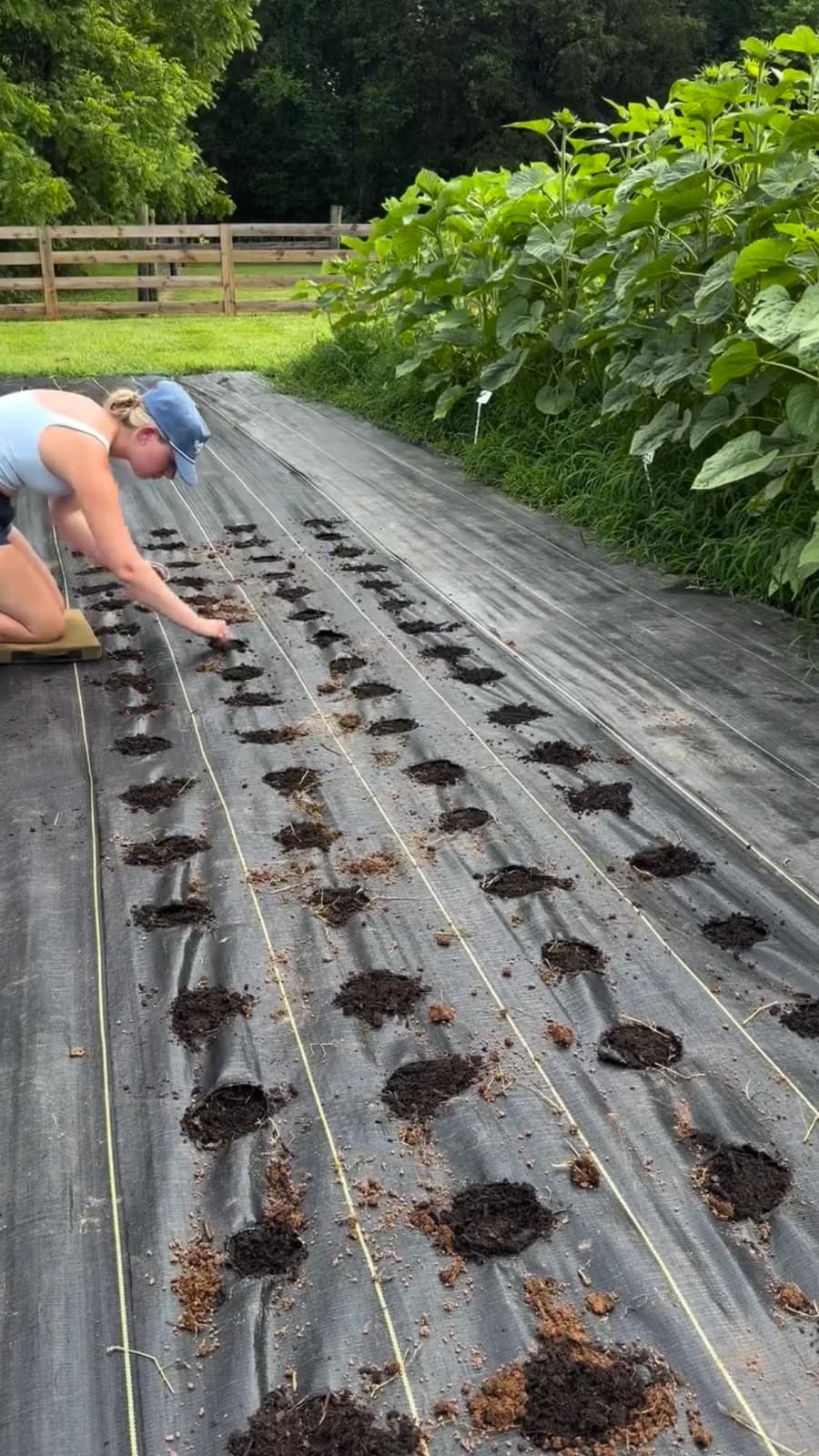 Grower filling planting holes in DOTDAY SHIELD 3.2 oz woven weed barrier with soil before transplanting