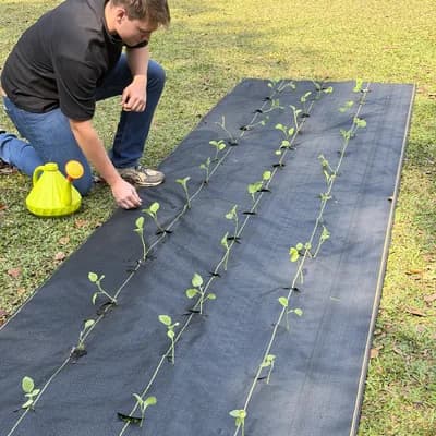 Raised beds built over DOTDAY landscape fabric