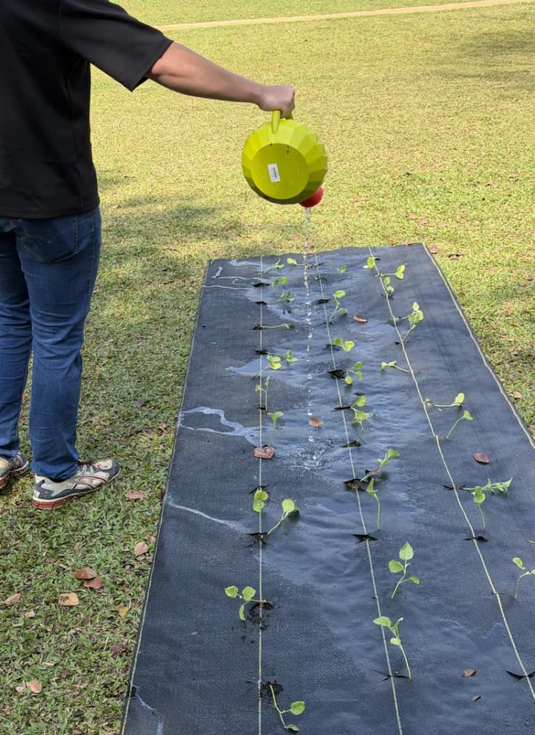Water from a watering can soaking straight through DOTDAY SHIELD to the seedlings planted along the rows