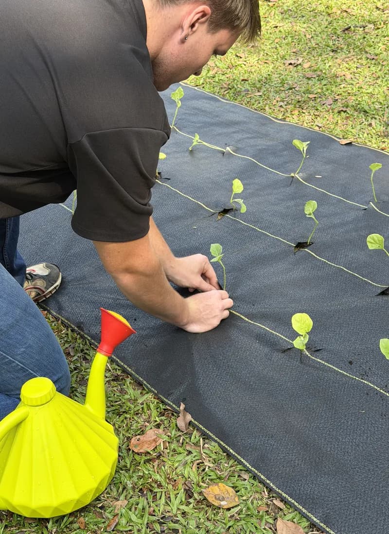 Hands firming a young seedling into a cut slit in DOTDAY XBAR, with more seedlings set in rows across the fabric