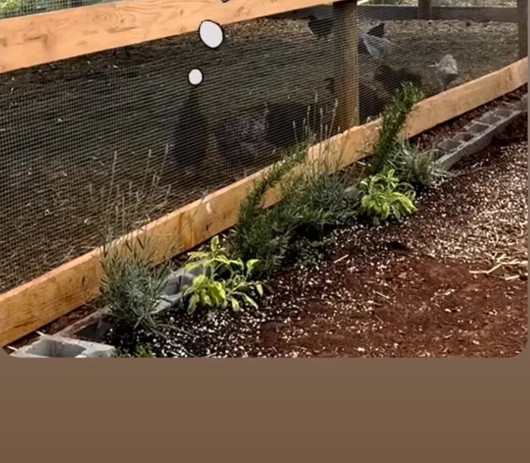 Planted timber border running the length of the coop