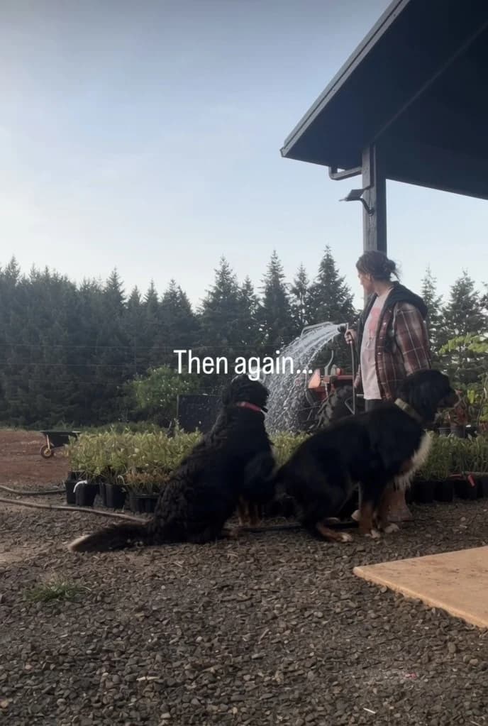 Two Bernese mountain dogs watching the evening watering
