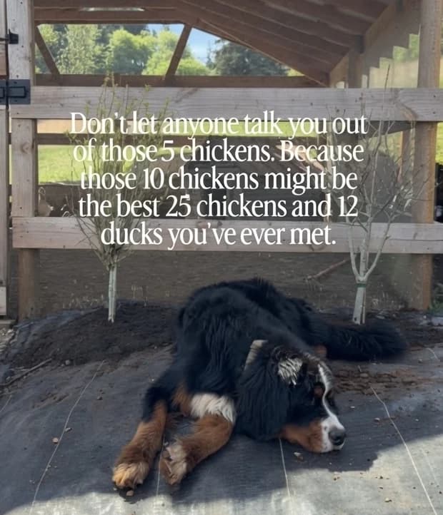 Her reel: do not let anyone talk you out of those five chickens