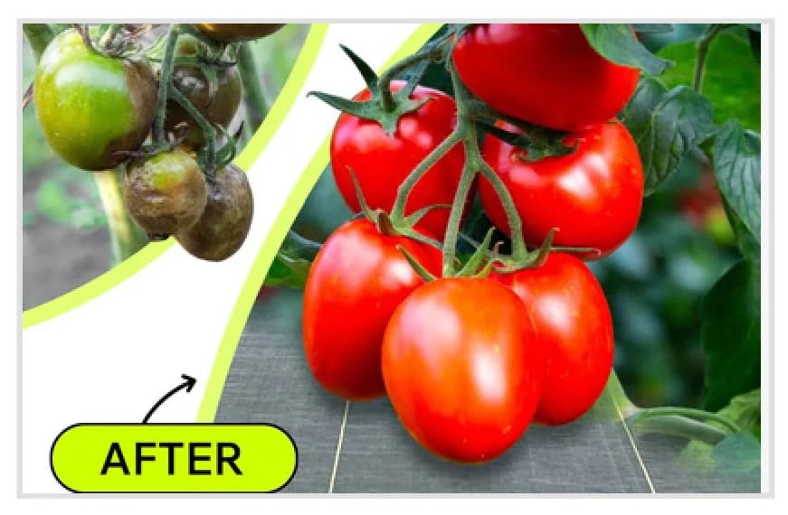 Ripe tomatoes grown in a bed installed over SHIELD fabric