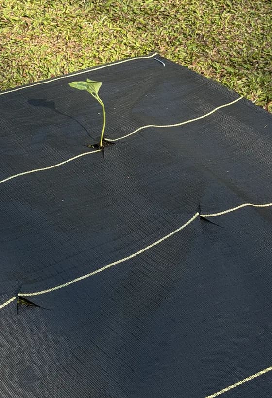 SHIELD landscape fabric for farms on a real market-garden row with plants set through the guides