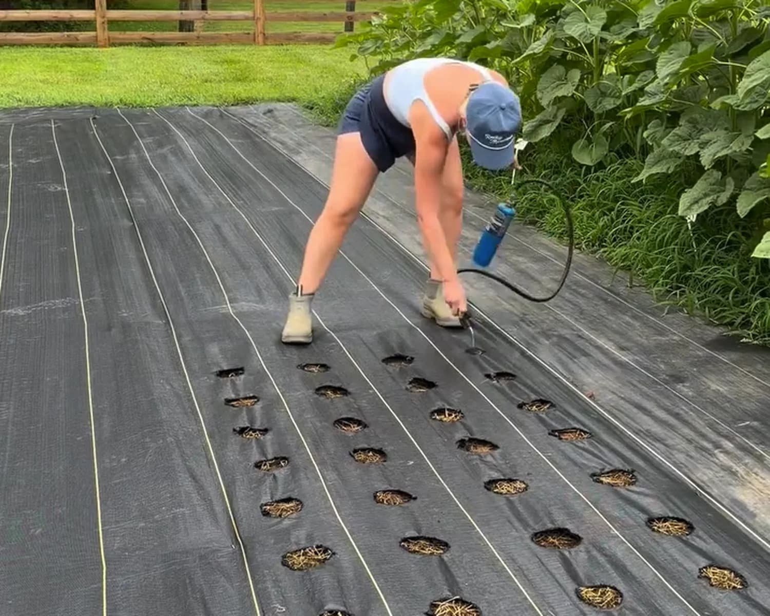 Landscape fabric for lavender farms: a grower burning planting holes in DOTDAY SHIELD 3.2oz woven weed barrier on a row at Goldenhour Farm