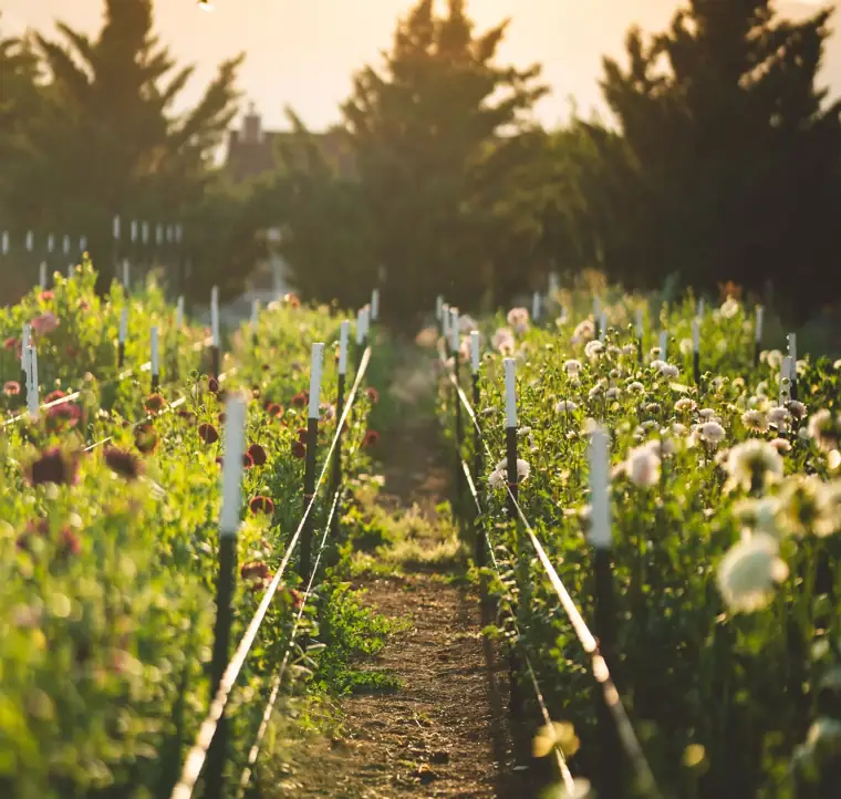 Rows of dahlias on a cut-flower farm at sunset, drip line and support stakes along each bed