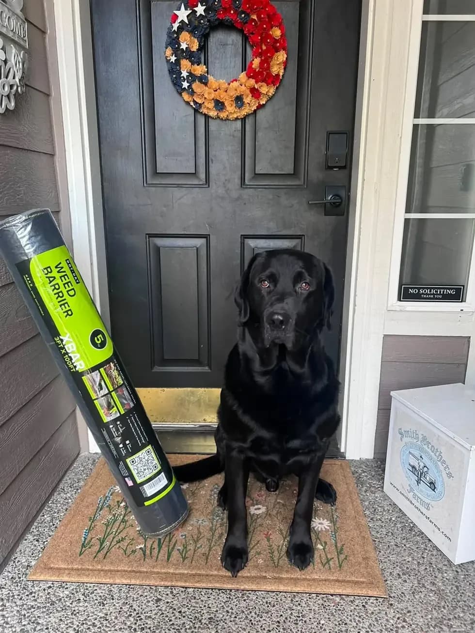 The DOTDAY XBAR 5oz roll delivered to the front porch with Hank the black Labrador