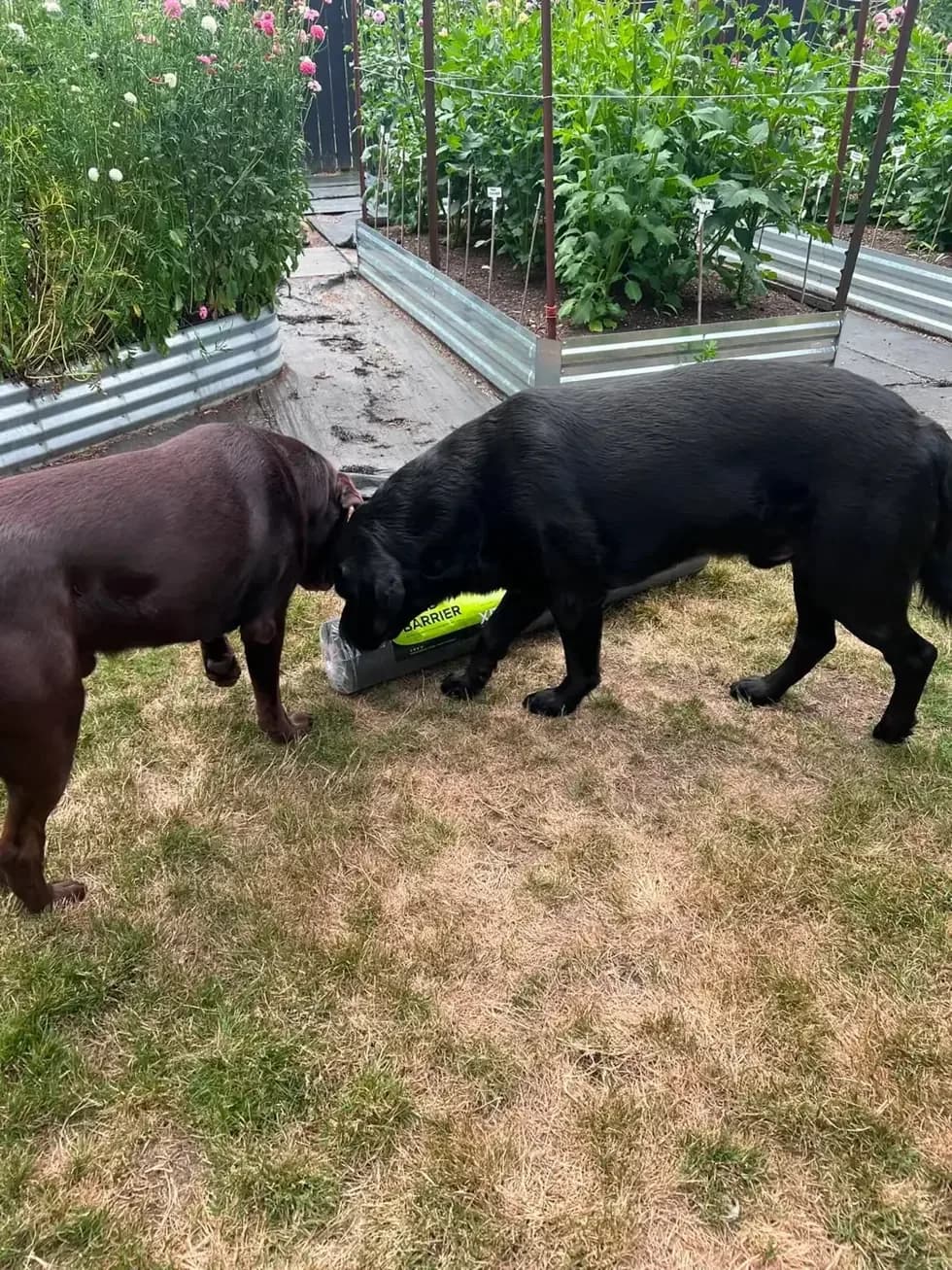 Hank and Murphy inspecting the new DOTDAY XBAR roll