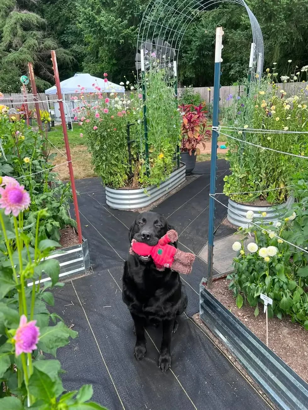 Hank the black Labrador sitting on a DOTDAY XBAR path between raised dahlia beds at Pups N' Blooms