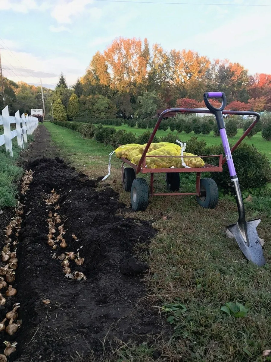 Freshly dug planting trench with a lavender D-handle Spear Head Spade standing beside it