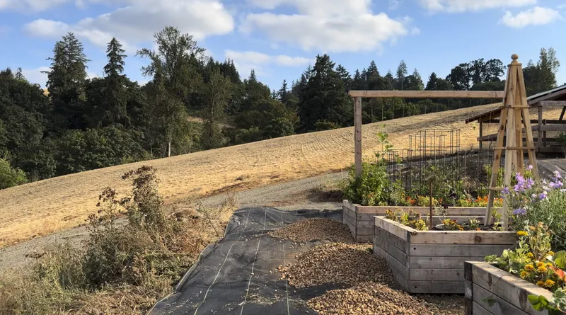 Black XBAR fabric path with piles of pea gravel being spread over it, next to wooden raised flower beds on a hillside
